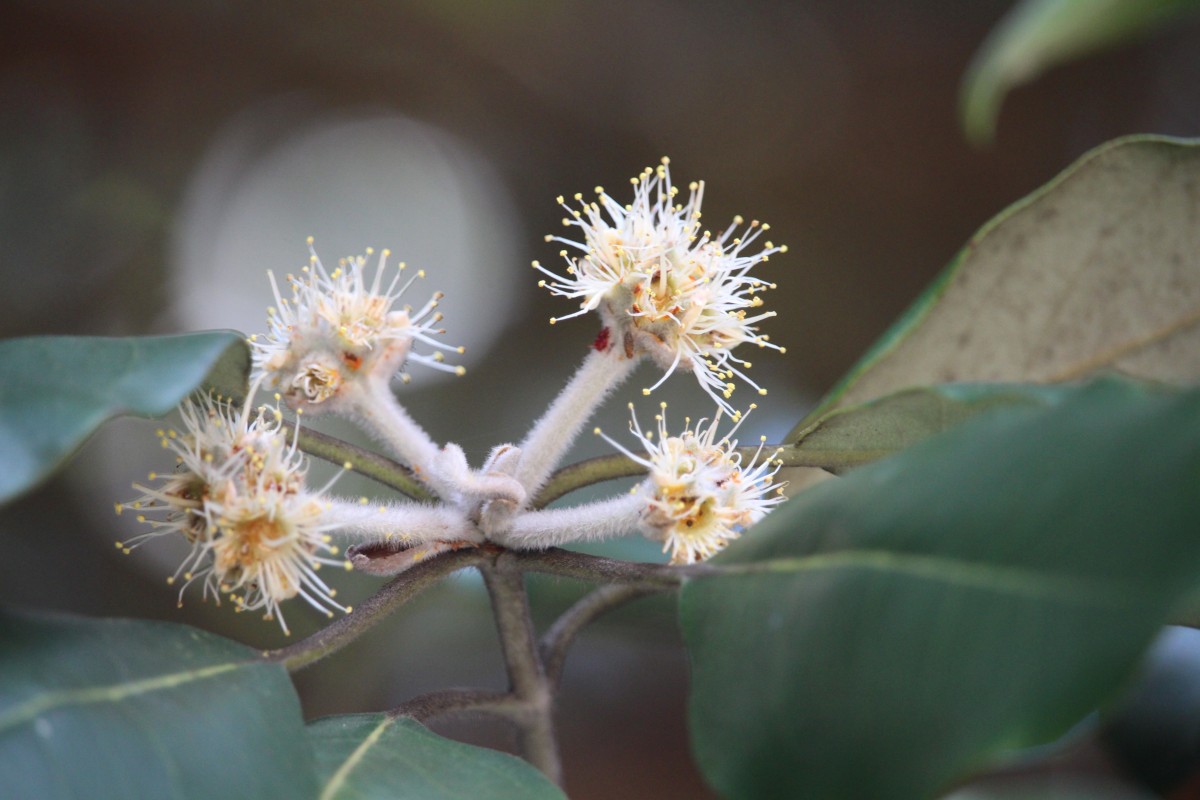 Syncarpia glomulifera (Sm.) Nied.